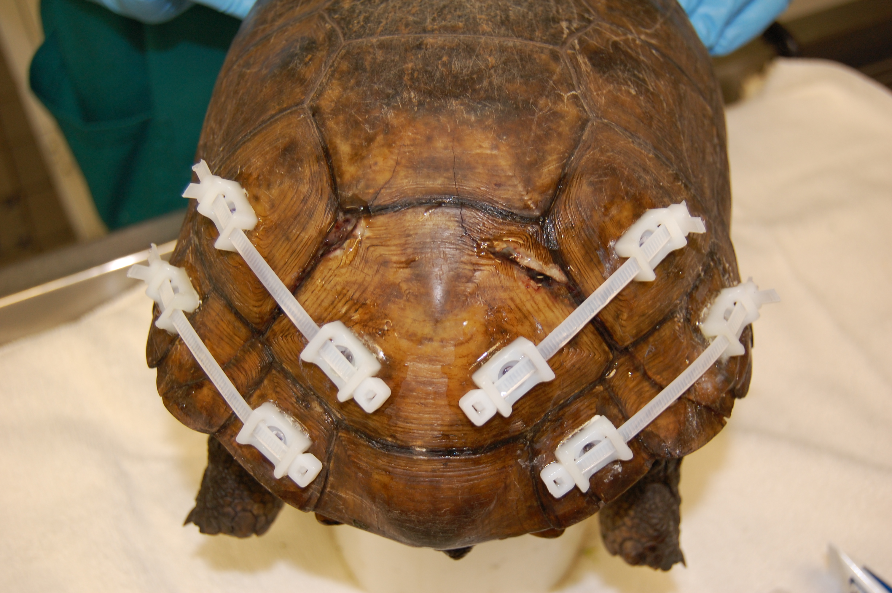 Tortoise Shell Repair - International Wildlife Rehabilitation Council