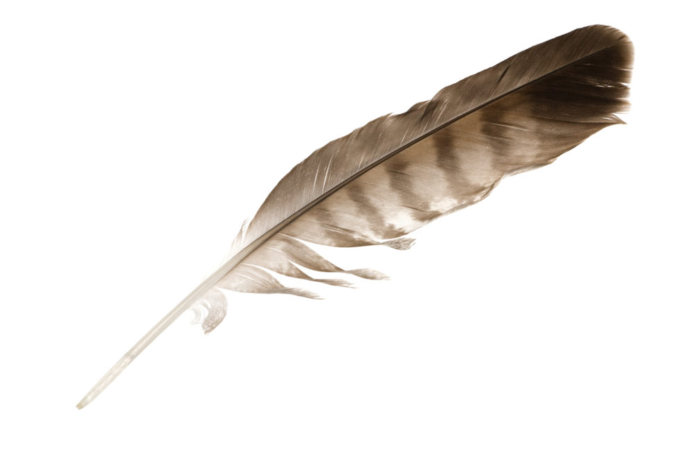 Feathers, Native Culture, and Rehabilitation - International Wildlife  Rehabilitation Council